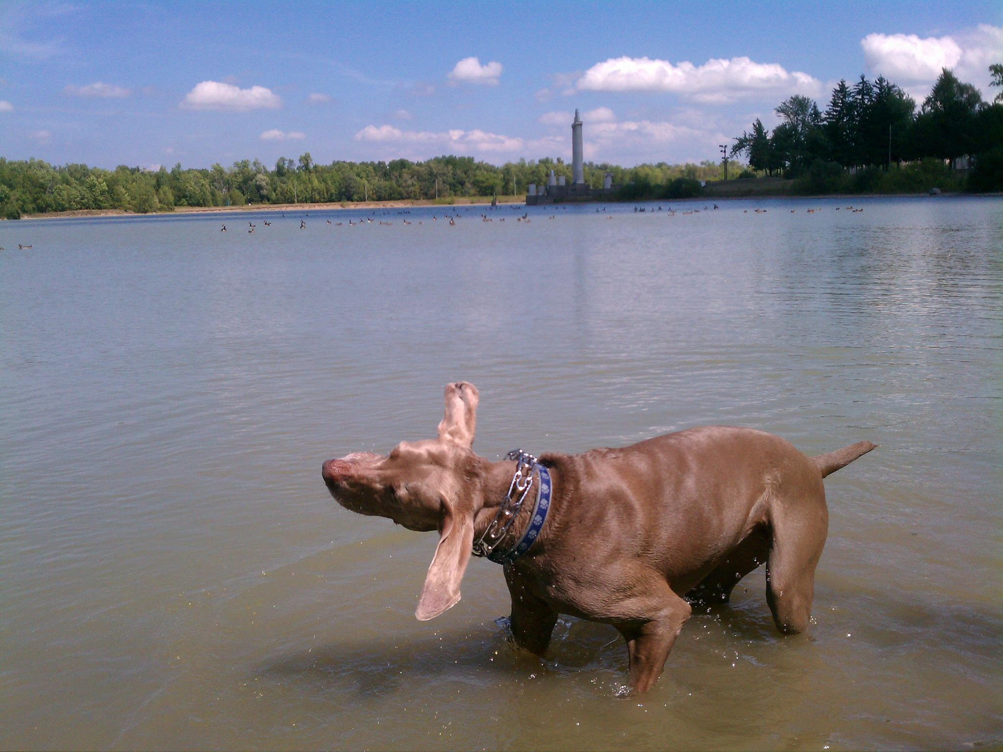 Dog shaking off water